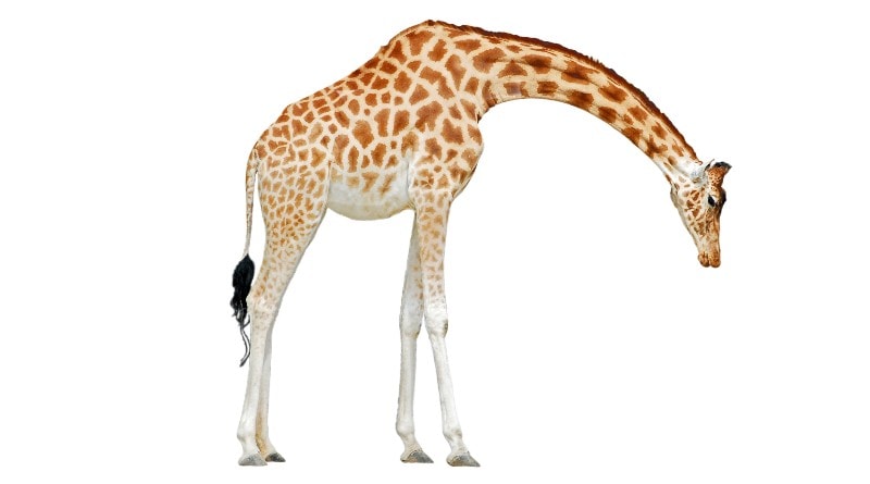 neck dive